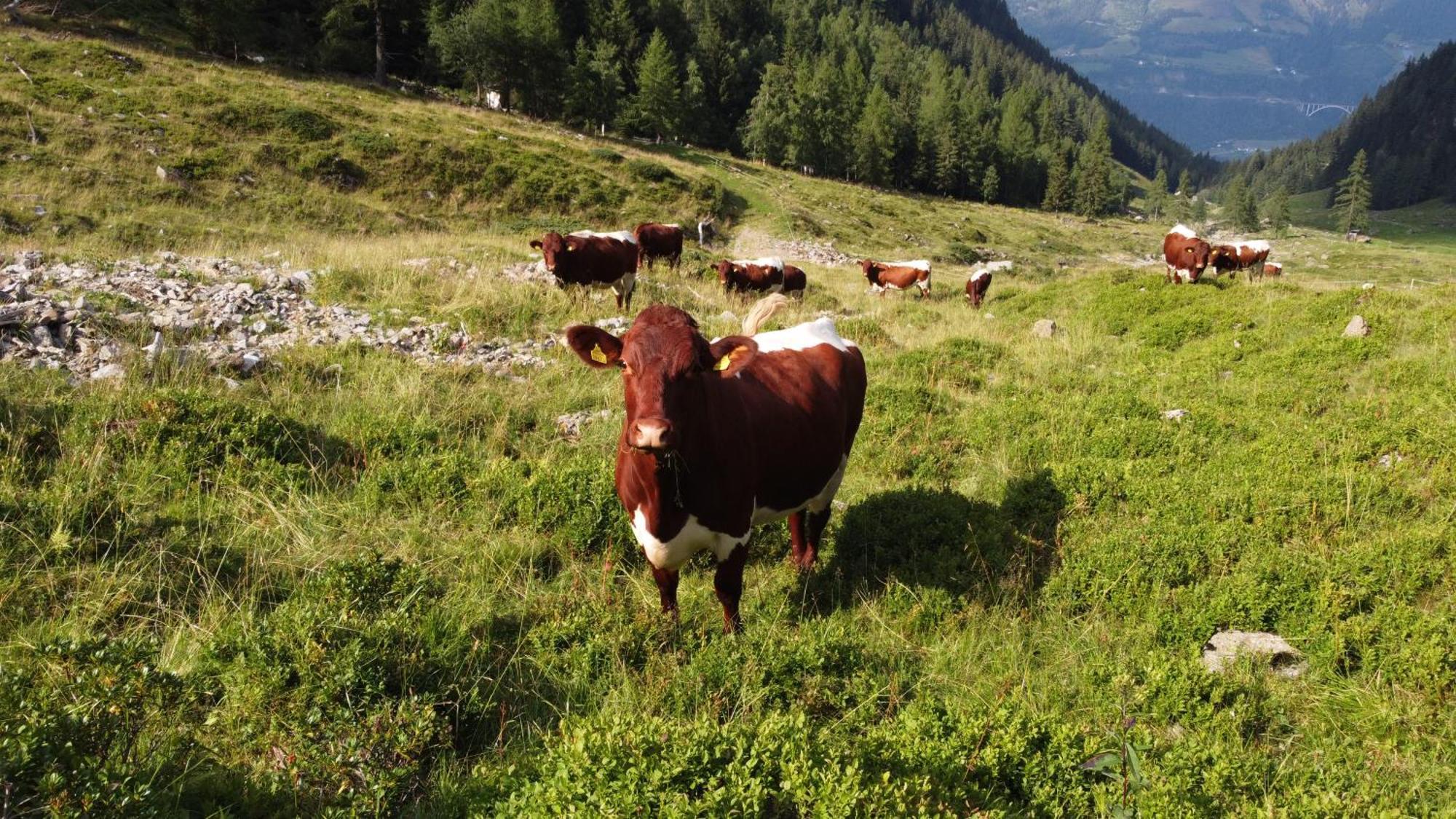 Bio-bauernhof Auernig Séjour à la ferme