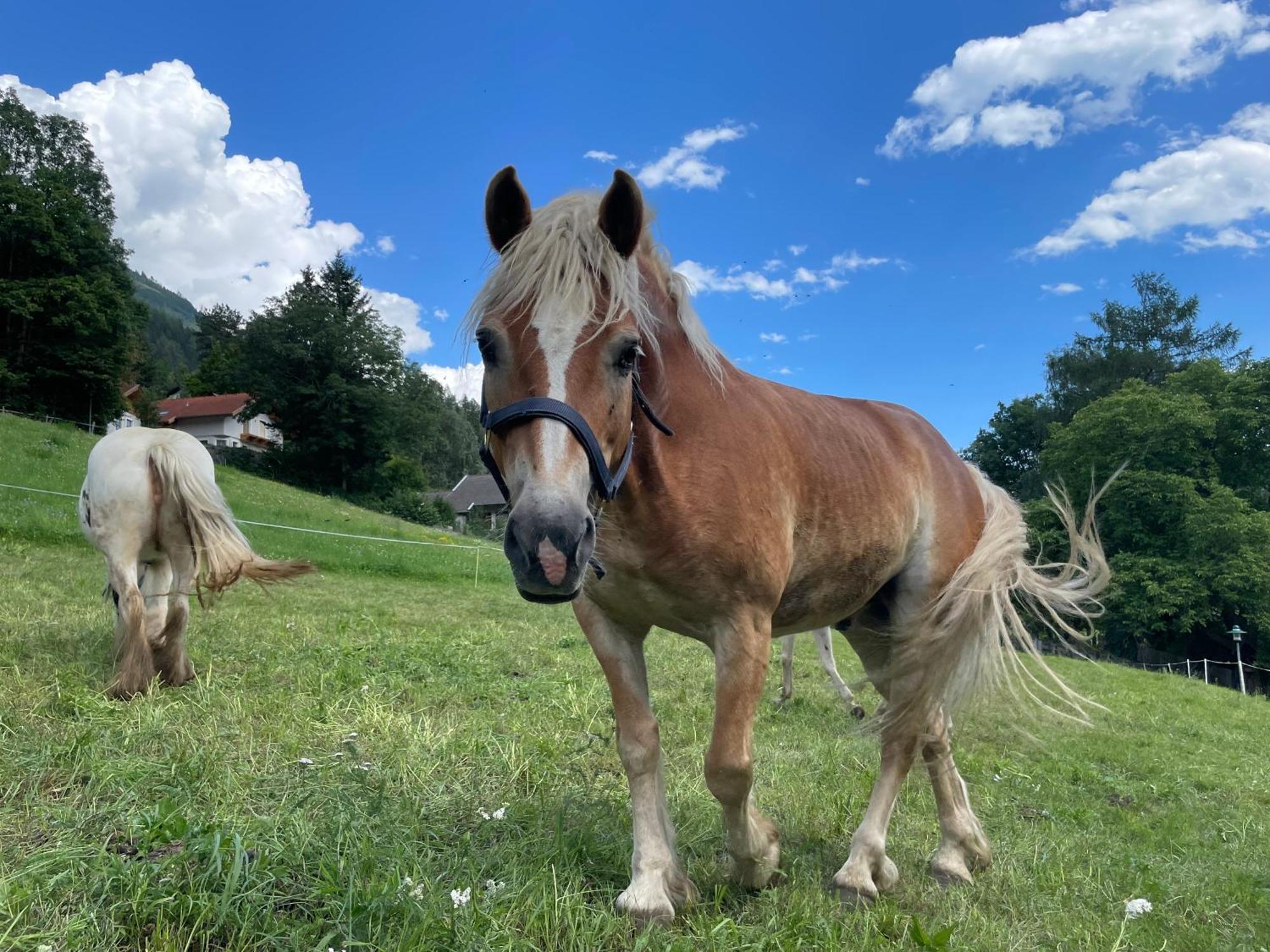 Farm stay Bio-bauernhof Auernig