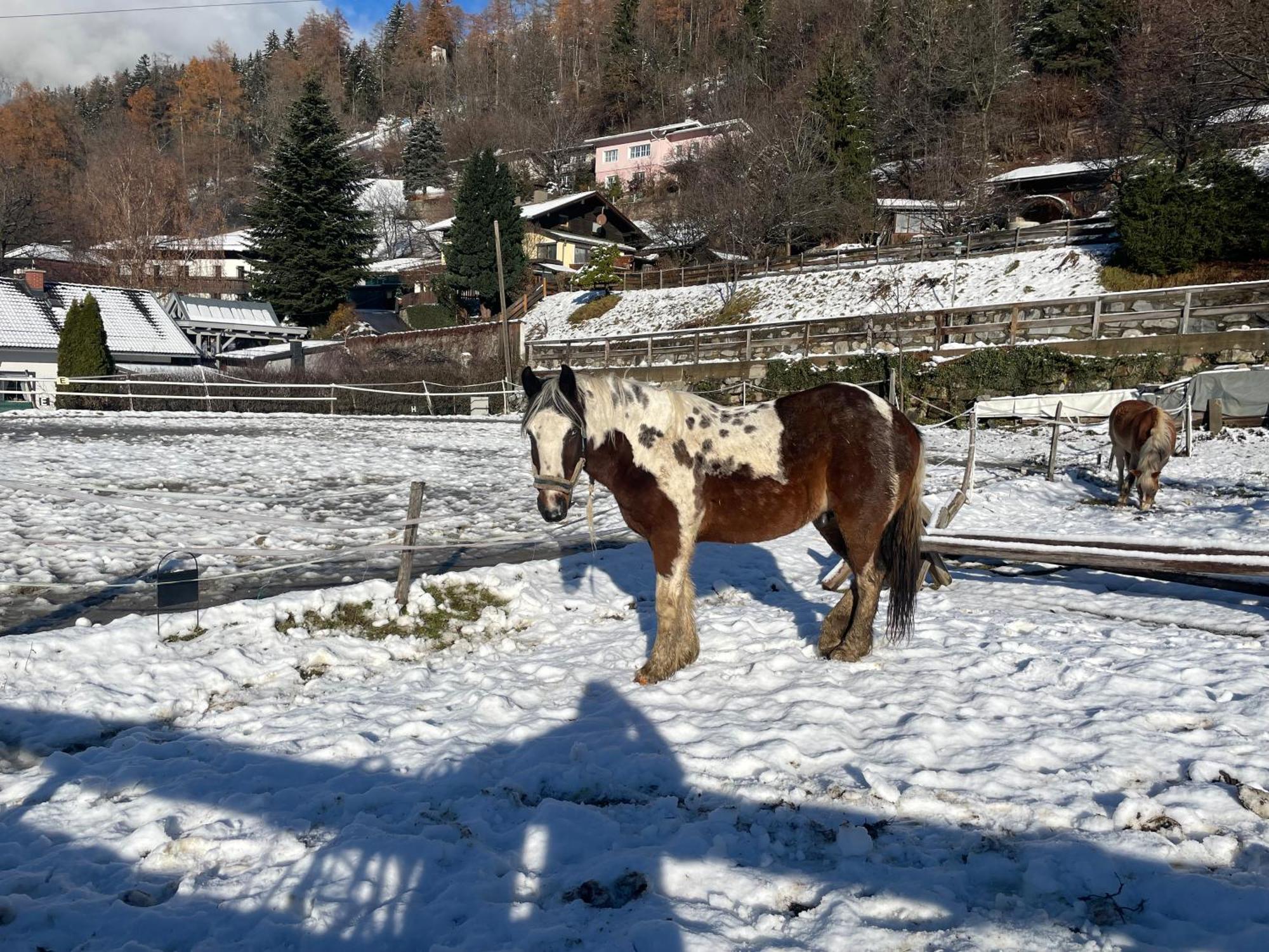 Séjour à la ferme Bio-bauernhof Auernig *