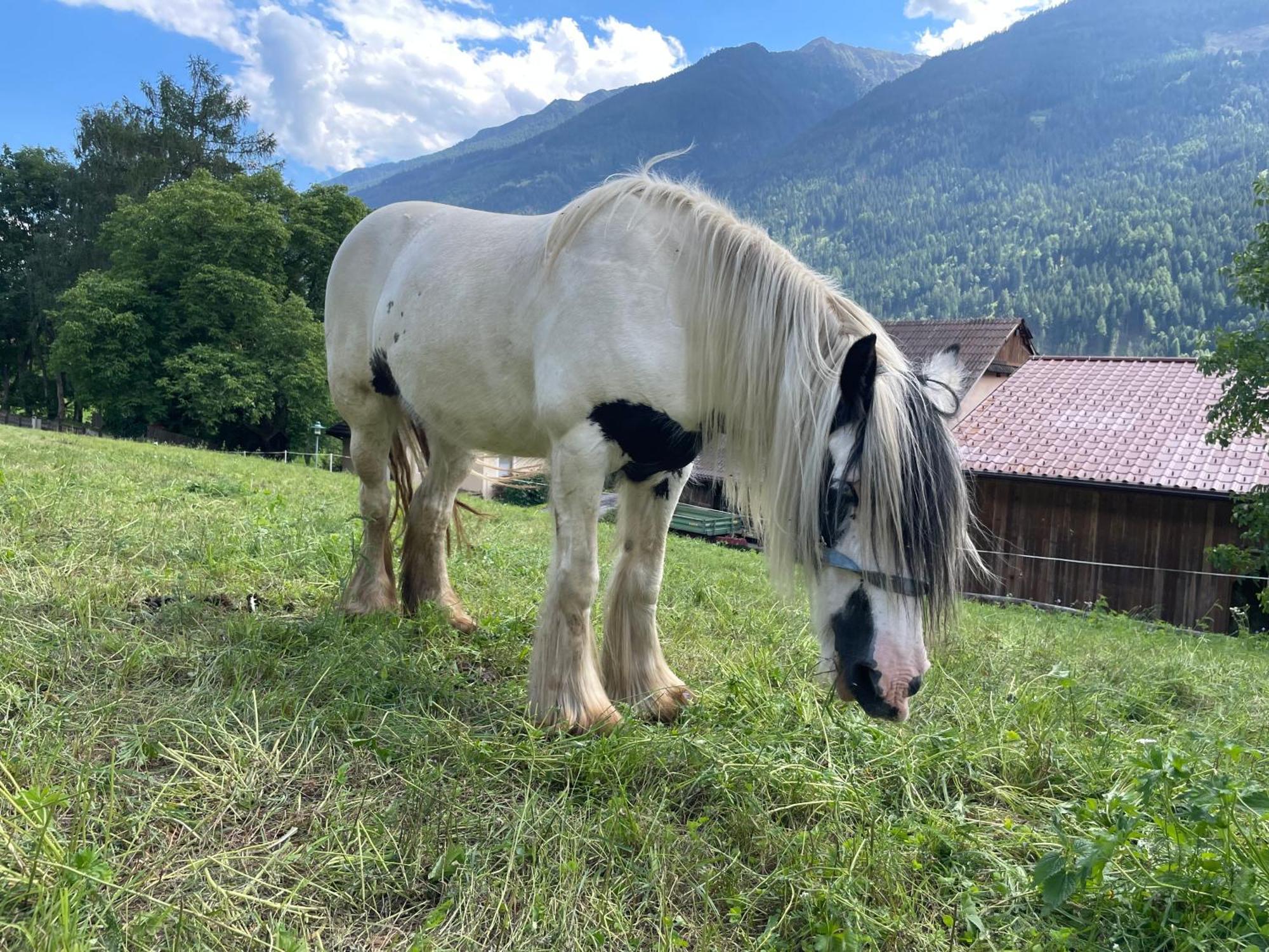 Séjour à la ferme Bio-bauernhof Auernig *